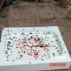 ผงไข่เน่า ฆ่าแมลงวัน ล่อแมลงวัน เหยื่อดักแมลงวัน กำจัดแมลงวัน ไล่แมลงวัน