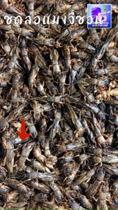 ชุดล่อแมงจีซอน 220V สำหรับใช้ไฟบ้าน พร้อมบันเทิง ชุดล่อเมืองแมงจีซอน 20 ซุ่ม