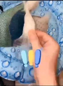 PET Washing Gloves for Long and Short Hair Dogs & Cats & Horses