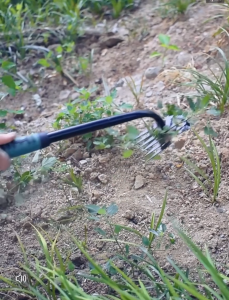 【ส่งภายใน24ชม】เครื่องมือดึงวัชพืช สแตนเลสขุดวัชพืชมือ ฟัน 5/6/11 เครื่องกําจัดวัชพืชด้วยมือ การถอนรากหญ้าแบบใช้มือถือ สนามหญ้า