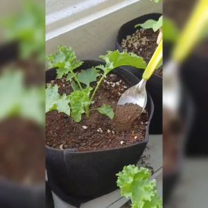 มูลค้างคาว เพิ่มสารอาหารในดิน 100% Organic 🦇🦇