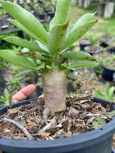 ชวนชม บิ๊กเอฟมงกุฎทองแบล็คฮอค กระถาง6นิ้ว (ถอนส่ง)