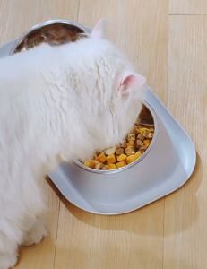 Stainless Steel Pet Cat & Dog Feeding Bowl | Mangkuk Haiwan Kucing Besi Tahan Karat | 猫犬猫咪狗狗宠物不锈钢粮食盆碗饮水盆碗防打翻双碗