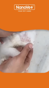 Nanovet® Pet Nanosilver Antifungal and Antibacterial Spray for Cat and Dog