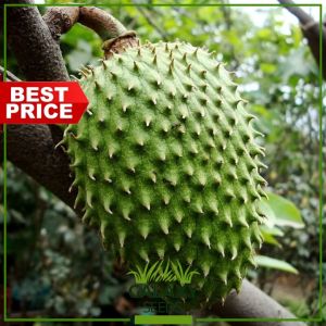 GalaxySeeds: F1 Soursop Plant & 5 Guyabano Seeds for Planting