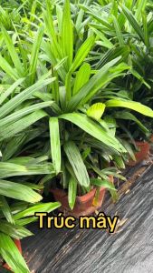 Cây trúc mây (cây mật cật ) - 1 bụi
