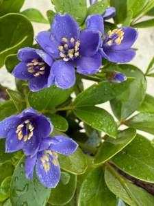 แก้วเจ้าจอม 10 ใบ หรือ 4+6 ใบ กิ่งตอน