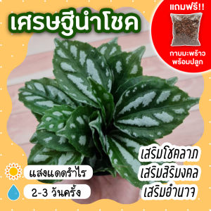 เศรษฐีนำโชค พร้อมกระถาง 3 นิ้ว *แถมกาบมะพร้าว* ต้นไม้มงคล ต้นไม้จิ๋ว เสริมโชคลาภ เสริมอำนาจ เสริมสิริมงคล ต้นไม้ฟอกอากาศ ปลูกในร่มได้