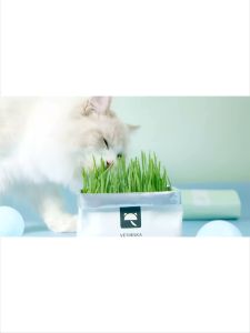 ปลูกง่าย ต้นอ่อนข้าวสาลี หญ้าหนู ถูกถุง ต้นอ่อนข้าวสาลี สำหรับหญ้ากระต่าย ยิ่งดันสวย โตไว