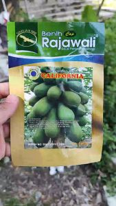 BENIH UNGGUL PEPAYA CALIFORNIA 60 BIJI