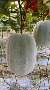 PROMO!!! benih sayuran isi ratusan benih sayur terong benih labu kemasan original