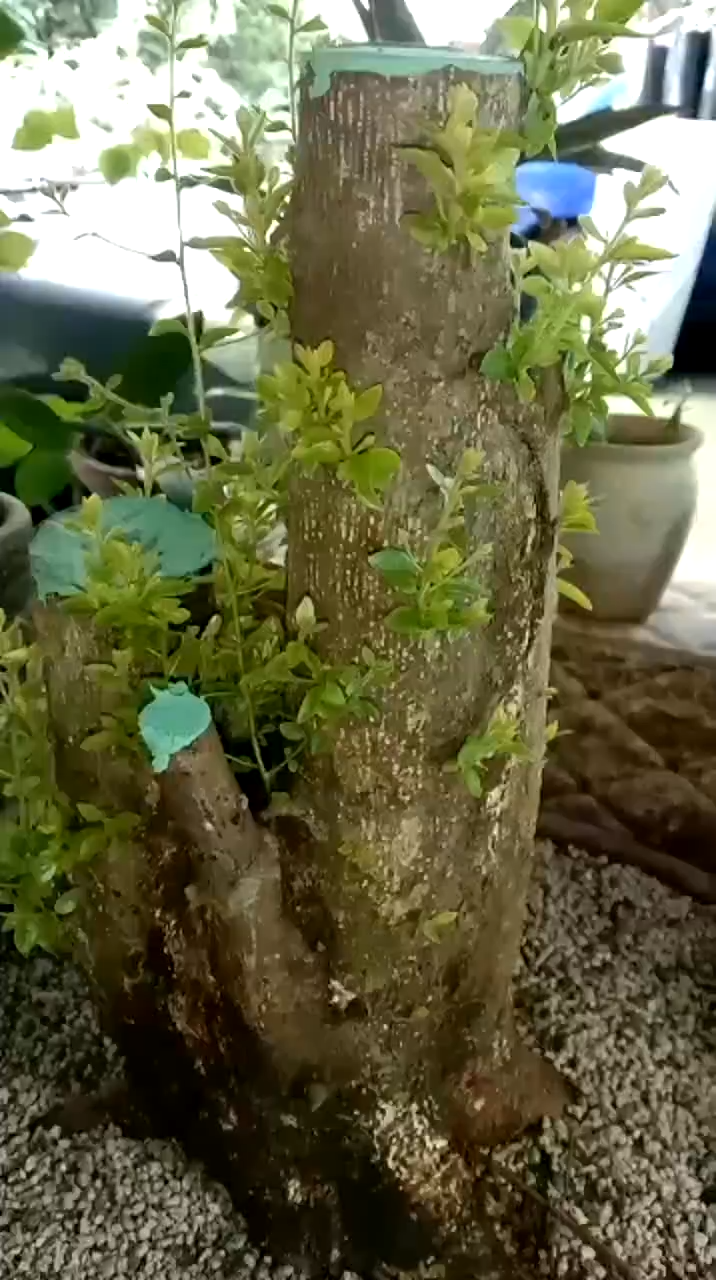 200g Bonsai Cut Paste Tree Grafting Paste Plant Grafting Pruning Sealer Tree Wound Healing