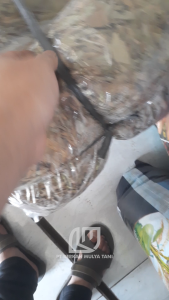 Media Tanam Humus Daun Pohon Bambu Fermentasi Penyubur Tanah