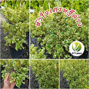 ต้นหัวใจเศรษฐีด่าง สาริกาด่าง ต้นไทรด่าง ความสูง 60-80 cm