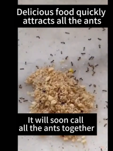 Ant Killer powder 5g Potent Ingredients Various Ants Garden and home Termite killer Destroy Ant nest