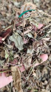 Daun Kumis Kucing Kering ( 500 gram ) Tanaman Kumis Kucing / Herbal Organik