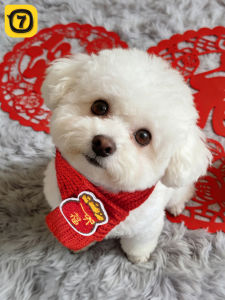 7o | Protective Pet Neckwear Decoration