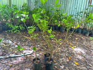 3ต้น200 กิ่งมะนาว ไร้เมล็ด ตาฮิติ ทนโรคดูแลง่าย