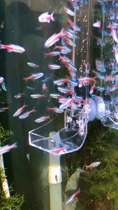 Fish Tank Feeding Tube Fish Shrimp Feeding Device Feeding Fish Artifact Precise Feeding Crystal Shrimp Feeding Basin Feed Tray Feeding Bowl Accessories with Feeding Ring floating Food Feeder for Fishtank Aquarium feeding pipe