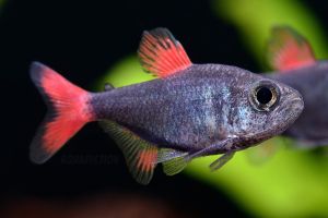 Hyphessobrycon eilyos | Eilyos tetra | Live animal