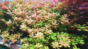 Hygrophila difformis  sp Red/印度水罗兰 /Aquatic Plants//Tumbuhan Akuatik Hygrophila Difformis Var. Rubra Hygrophila Difformis Red Form - Lazada