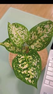 อัญมณีขาว(จำนวน 1 ต้น)สามารถเลี้ยงน้ำได้💧ต้นไม้ฟอกอากาศ ต้นไม้มงคล ต้นไม้น้ำ ต้นไม้