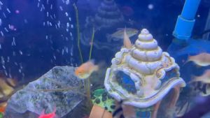 อาหารปลา Up Aqua อาหารสำหรับปลาขนาดเล็ก Tetra Fish 45g. เม็ดจิ๋็ว ชนิดลอย