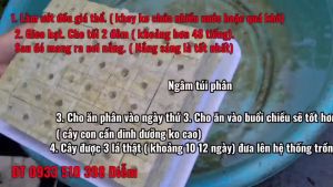 1 Giá thể ươm hạt giống rau hiệu quả nhất Erovolca : giá thể gieo hạt giống rau dễ sử dụng dùng để trồng thủy canh khí canh