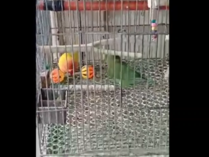 Magnifica Rattle Bar Bell Toy for Birds