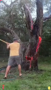 100% rotten roots tree killer racun pokok paling kuat The roots rotted in 1 day No damage to soil racun rumput paling kuat cepat mati racun pokok kayu besar 100% effective root killing Hexazinone herbicide racun rumput mati akar weed killer 除草剂 灭树粉