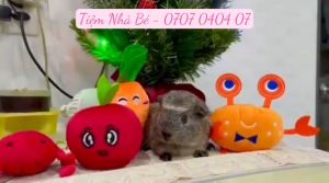 Đồ Chơi Cho Thú Cưng - Đồ Chơi Nhồi Bông Cho Chó Mèo Nhiều Kiểu Dáng Ngộ Nghĩnh