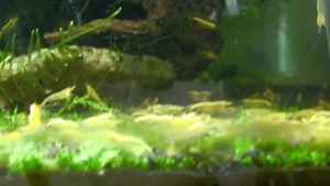Yellow golden back& black nose Neocaridina shrimp min 6pcs/12pcs