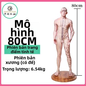 Mô Hình Huyệt Đạo Dùng Để Thực Hành Châm Cứu Cho Việc Dạy Y Học Truyền Thống Trung Quốc