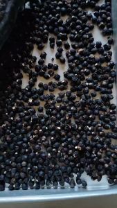 Biji Buah Angkung Kering Obat Herbal Stroke/Saraf Kejepit & Darah Tinggi 400 Biji Bonus 20 Biji