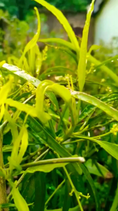 Zodia (Evodia suaveolens) -  - Pokok Zodia Penghalau Nyamuk - ज़ोडिया पौधा Zodia – Natural Mosquito Repellent Fragrant Leaves Easy to Grow Tropical Herb Outdoor & Indoor LIVE PLANT