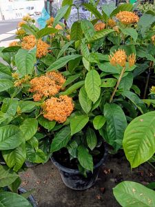 เข็มนางฟ้า กระถาง 11 นิ้ว ดอกใหญ่สีส้มอมเหลืองสวย (กทม)