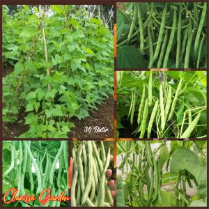 BIJI | BENIH KACANG BUNCIS RAMBAT | MENJALAR  F1