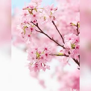 Sakura Tone-up Cream Quick Skin Tone Balancer Long-Lasting Hydrating & Sebum Control Face and Body Cherry Blossom Cream