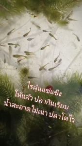 🐛 ส่งฟรี  ไรฝุ่นแช่แข็ง ไรแดง HOSHI  1-5 แพ็ค + แถมฟรี ! ถุงเก็บความเย็น และเจลเย็น อาหารปลากัด อาหารปลาสัตว์น้ำแรกเกิดทุกชนิดสดสะอาด  อาหารปลาสัตว์น้ำแรกเกิดทุกชนิด สะอาด ปราศจากปรสิต  ของแท้ ✨