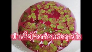 จอกแดง ญี่ปุ่น ดูดซัปแอมโมเนีย เพิ่ม ออกซิเจน ปลอดภัย ปลอดเชื้อ