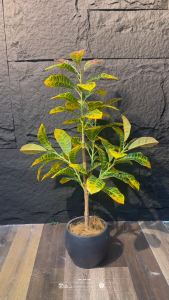 [WITH FREE GIFT] Codiaeum Tree Artificial Plant Artificial Tree Free Planter Basket Free Plastic Plant Pot Indoor Plant Indoor Decoration Home Decor Fake Plant Tree Decor Tall Plant Pokok Hiasan Pokok Palsu Plant Decor Living Room Entrance Office