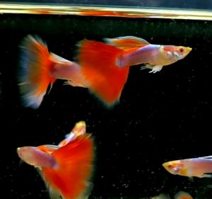 Sky Red Guppy Fish/ 天空红孔雀鱼 (Male Only) *3pcs*