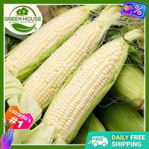 Green House® - White Lagkitan Corn Seeds for Planting Vegetable Plants (40 Seed) incl. Planting Instruction Hybrid Plant