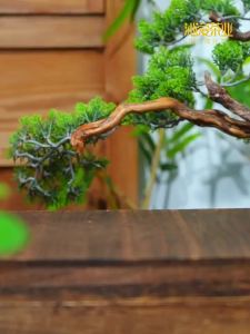 Trà Puer Cây Cổ Thụ 14 Năm