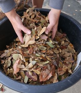 ใบก้ามปูผุเก่า ใบก้ามปูล้วน/ใบแห้ง (พร้อมใช้)‼️