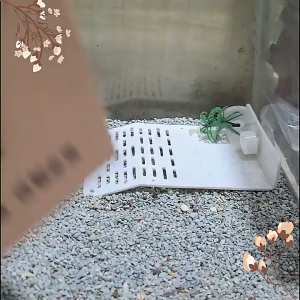 RED START BIRD SHOP Dispenser Tempat Makan/Minum Burung hamster dll Cepuk Ukuran Besar