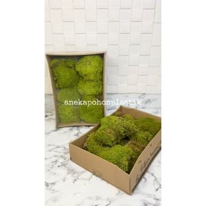 Lumut Box Natural Lumut Artificial Box Dekorasi Taman Dekorasi Rumah