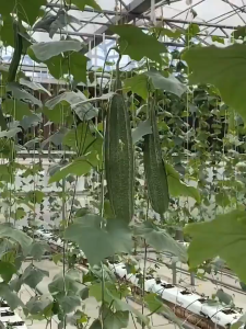Patola Smooth Seeds ( 35 seeds/pack ) - Luffa Ridged Variety-A673