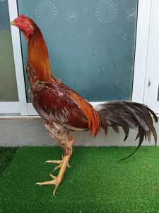 ไข่เชื่อไก่ชนพม่าม้าล่อรำวง เจ้าเทาสนั่น (มีคลิ๊ปแนวทาง)