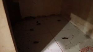 ARDIGI Cockroach Powder Killing Bait Roach Killer Pesticide Effective Insect Pest Ipis